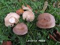 Lactarius vietus-amf1101-1